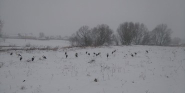 У полі на Рівненщині замерзають півсотні лелек